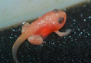 蝌蚪国产,揭开神秘国度的神秘面纱